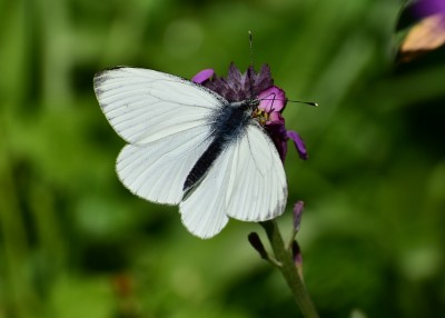 Small White male - Coverdale 14.05.2020