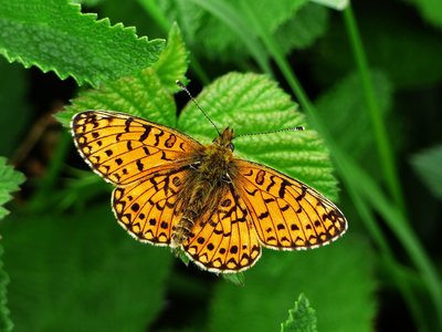 Small Pearl-bordered Fritillary - Arnside Knot 04.06.2016