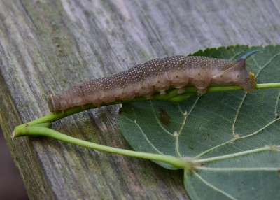 Lime Hawk-moth caterpillar changed colour prior to pupation.