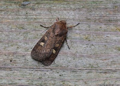 Square-spot Rustic - A common 'trap filler' at this time of year. A very variable moth.