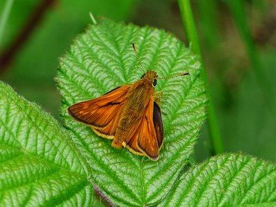 Large Skipper male - Langley Hall 16.06.2017