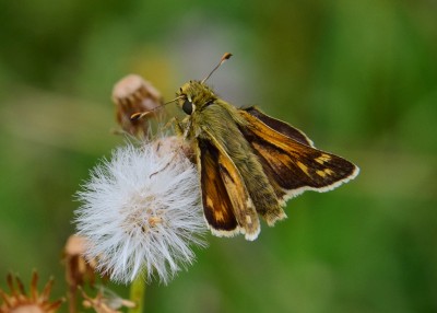 Silver-spotted Skipper female - OWH 02.09.2021
