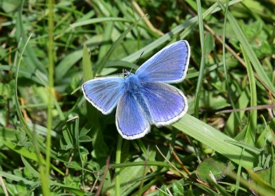 Common Blue - Prestbury Hill 24.05.2023