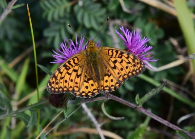 Dark Green Fritillary male - Kynance Cove 06.08.2024