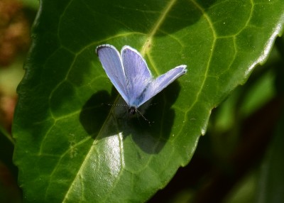 Holly Blue male - Coverdale 05.05.2022