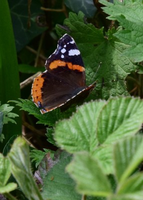 Red Admiral - Coverdale 07.05.2023