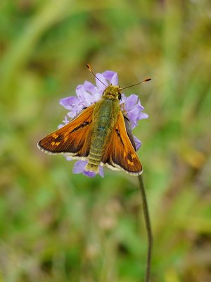 Silver-spotted Skipper - Aston Rowant south 12.08.2015