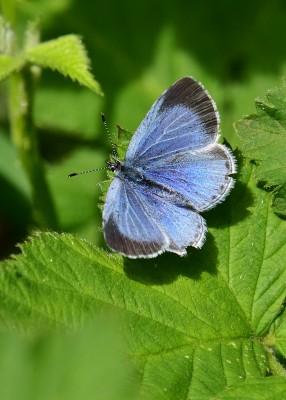Holly Blue female - Coverdale 13.05.2022