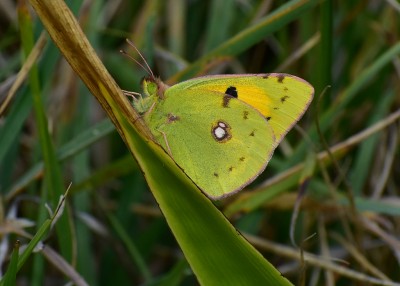 Clouded Yellow - Durdle Door 04.09.2019