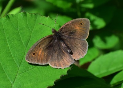 Meadow Brown male - Snitterfield Bushes 22.06.2020