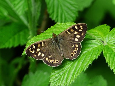 Speckled Wood male - Coverdale 23.04.2017
