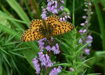 Small Pearl-bordered Fritillary - Enys Head 05.08.2024