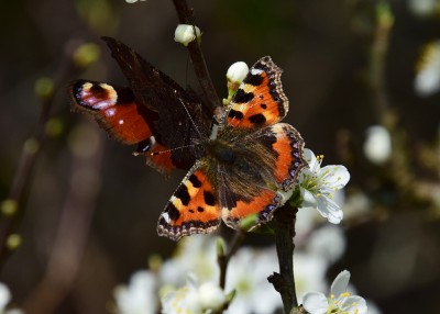 Small Tortoiseshell and Peacock - Wagon Lane 24.03.2022