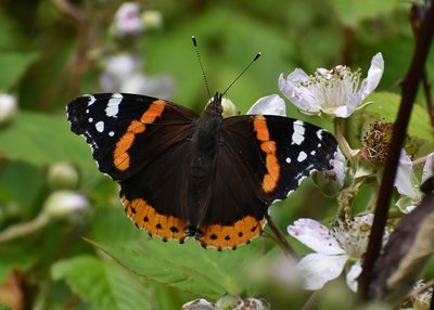 Red Admiral - Heddon Valley 24.06.2019