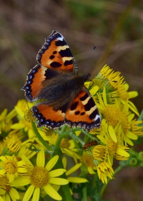 Small Tortoiseshell - Wagon Lane 23.07.2024