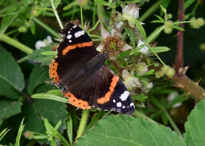 Red Admiral - Blythe Valley 19.07.2023