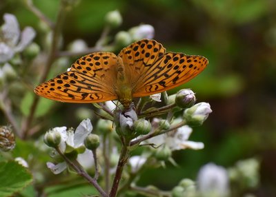 Silver-washed Fritillary - Heddon Valley 25.06.2019