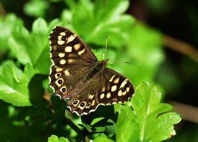 Speckled Wood - Coverdale 04.05.2019