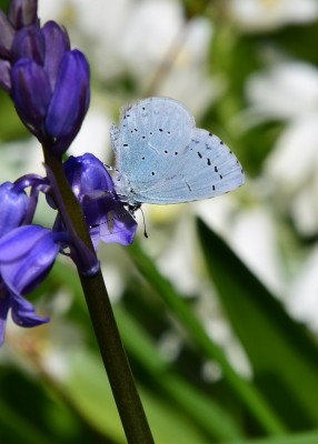 Holly Blue female - Coverdale 29.04.2022