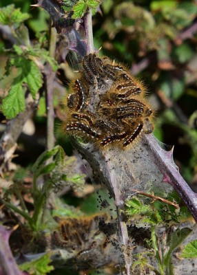 Brown-tail Moth caterpillars - Bosham 17.04.2022