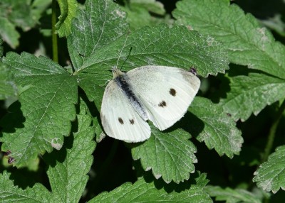 Small White female - Enys Head 07.08.2024