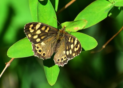 Speckled Wood female - Coverdale 21.04.2020