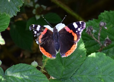 Red Admiral - Blythe Valley 26.06.2020
