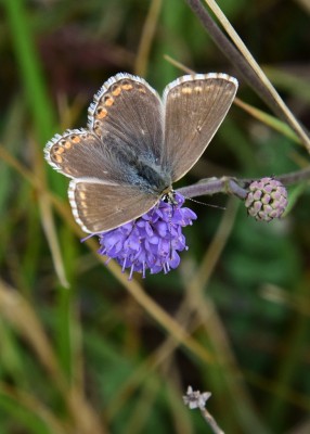 Chalk Hill Blue female - Bindon Hill 04.09.2024