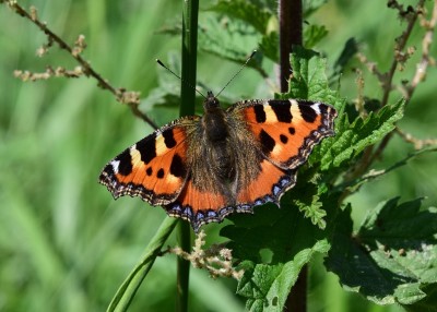 Small Tortoiseshell - Wagon Lane 23.07.2024