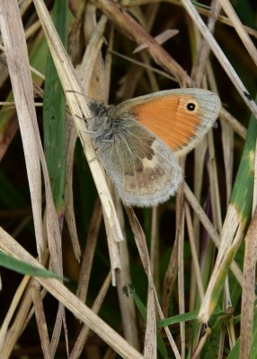 Small Heath - Osmington 03.09.2024