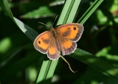 Gatekeeper male - Langley Hall 26.07.2024