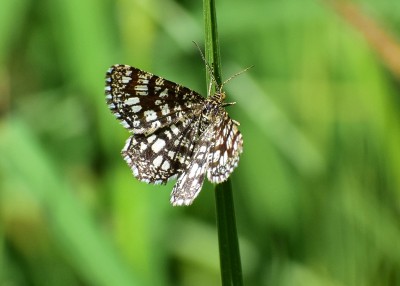 Latticed Heath - Blythe Valley 29.05.2020