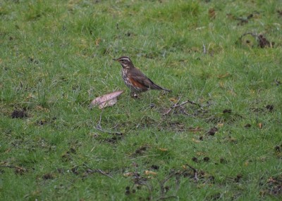 Redwing - Coverdale 14.03.2021