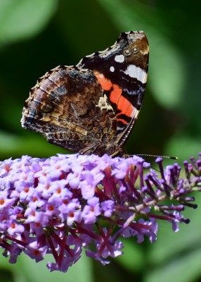 Red Admiral - Wagon Lane 24.08.2020