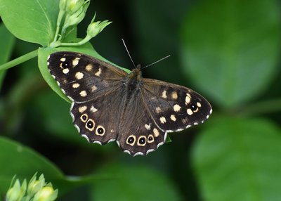 Speckled Wood male - Coverdale 12.07.2019