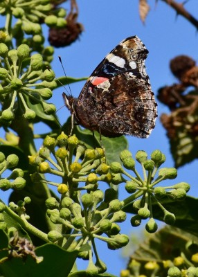 Red Admiral - Castle Hills Solihull 22.09.2020
