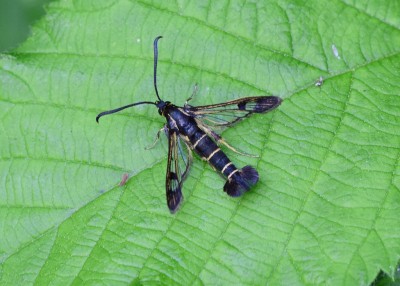 Current Clearwing - Coverdale 22.06.2023