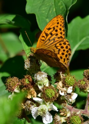 Silver-washed Fritillary male - Snitterfield Bushes 16.07.2022