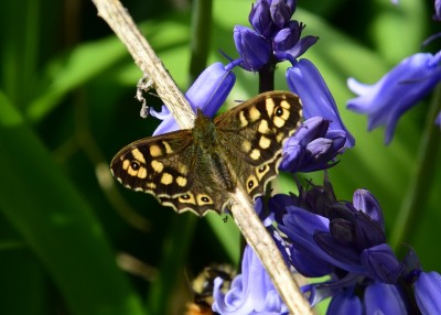 Speckled Wood -  Coverdale 26.04.2023