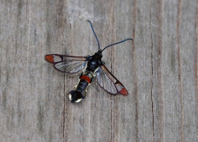 Red-tipped Clearwing - Coverdale 03.06.2021