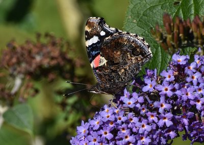 Red Admiral - Castle Hills 21.09.2019