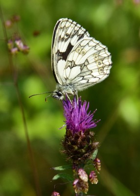 Marbled White - Bishops Hill 23.06.2021