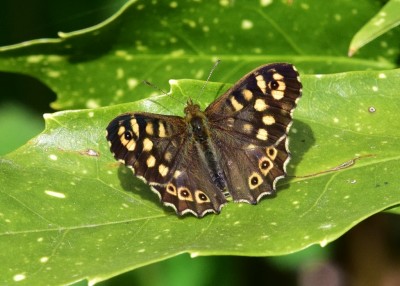 Speckled Wood male #3 - Coverdale 24.04.2021