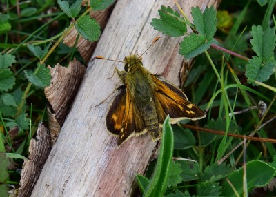 Silver-spotted Skipper - Old Winchester Hill 02.09.2021