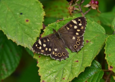 Speckled Wood female - Langley Hall 19.08.2022