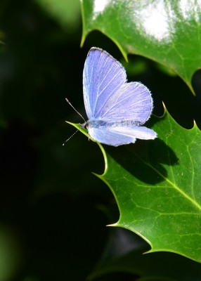 Holly Blue male - Coverdale 25.07.2022