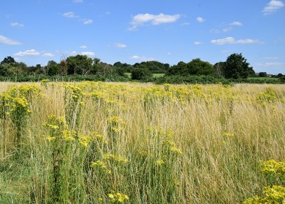 Ragwort - Wagon Lane 29.07.2024