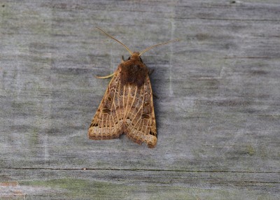 Lunar Underwing - Coverdale 20.09.2022