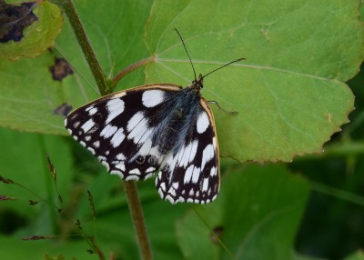 Marbled White female - Oversley Wood 05.07.2021