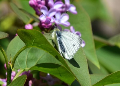 Green-veined White male - Coverdale 02.05.2021